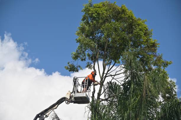 How Our Tree Care Process Works  in  Williamstown, WV